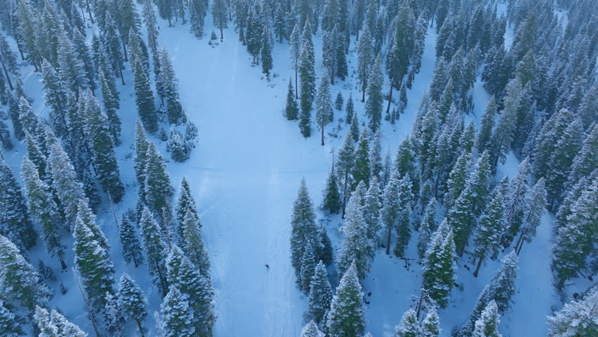 Snowy trail with frosted trees, skiing adventure through icy forest illuminated by gentle blue glow, crosscountry skier navigating snowy forest corridor lined with frosted trees under calm blue hue