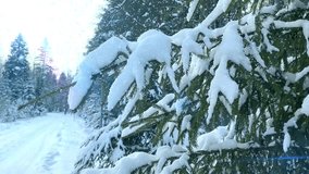 Close-up of a pine branch covered with fresh snow. Gentle sunlight and falling snowflakes create a calm, festive winter mood and natural beauty of the cold season, loop - Powered by Shutterstock - Get 15% off with code: PIKWIZARD15