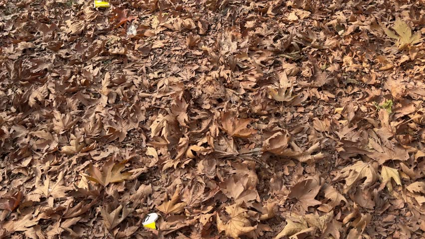 Autumn in Kashmir with vibrant red Chinar leaves and chinar big trees across Naseem Bagh in Hazratbal Dargah showcasing the beauty of Srinagar destination in Jammu and Kashmir.