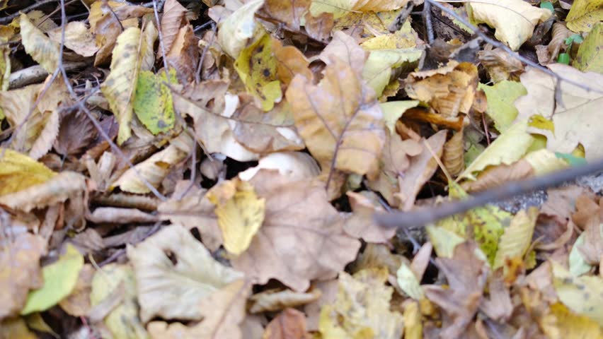 Fallen yellow and brown leaves hide white mushrooms in a forest during Autumn. A stick is also visible.