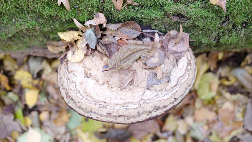 A shelf fungus grows on a fallen log covered in moss, surrounded by leaves during the Fall season.