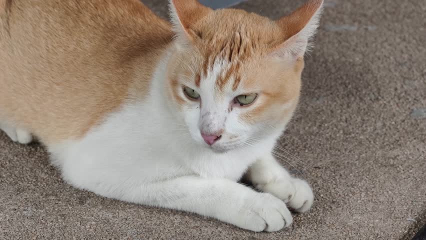 Close up of a cat laying down on the floor