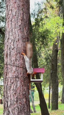 Red Squirrel Climbing Tree Trunk and Feeding from Wooden Birdhouse in Park Vertical Video