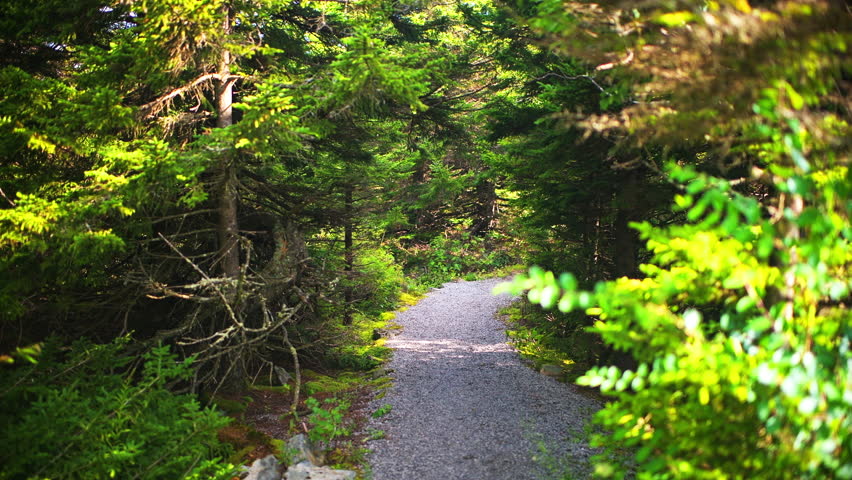Spruce Knob mountain ridge forest point of view walking on hiking trail at Allegheny mountains with woods tree canopy at sunrise of West Virginia