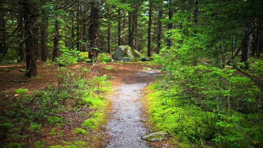 Spruce Knob mountain ridge forest point of view walking on Huckleberry Seneca Rocks hiking trail at Allegheny mountains at sunrise, West Virginia