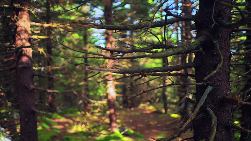 Spruce Knob mountain ridge forest rack focus shot on spruce pine tree branches on Huckleberry Seneca Rocks hiking trail, West Virginia