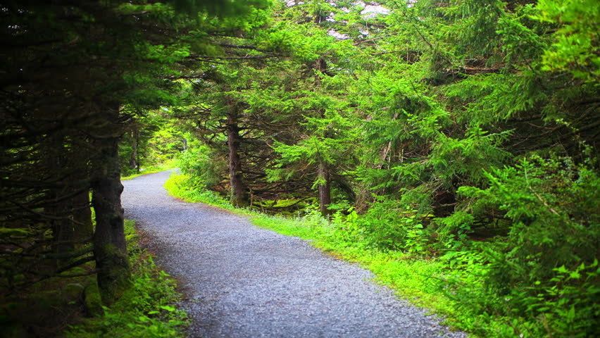 Spruce Knob mountain ridge forest point of view walking on hiking trail footpath at Allegheny mountains with tree canopy at sunrise of West Virginia
