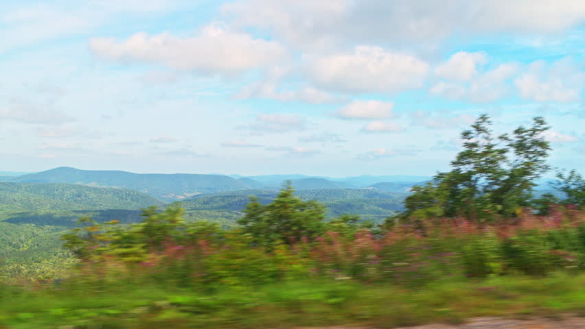 Spruce Knob mountain ridge forest point of view car driving at spruce pine forest, wild fireweed flowers wildflowers in West Virginia