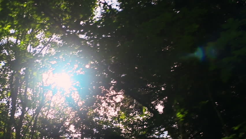 Point of view pov looking up car driving shot at Spruce Knob West Virginia road in slow motion, sun behind trees in summer, blue sky