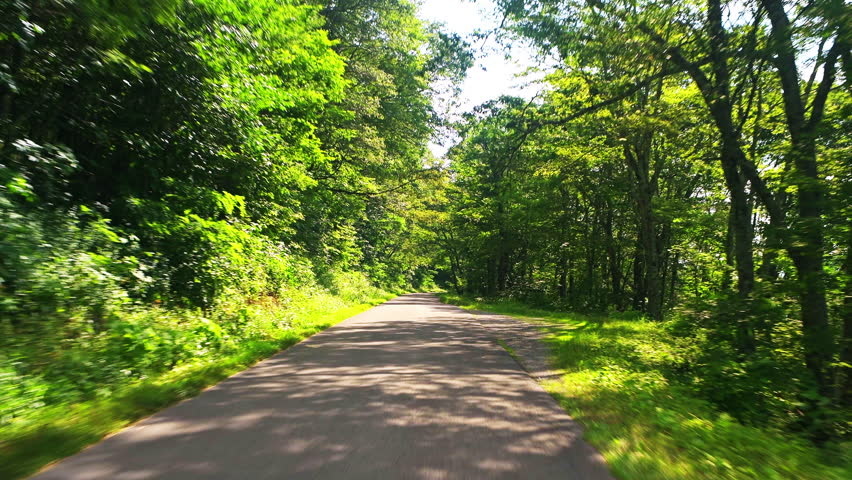 Spruce Knob mountain ridge forest point of view car driving in green summer at morning sunrise with sunny sun sunshine in West Virginia