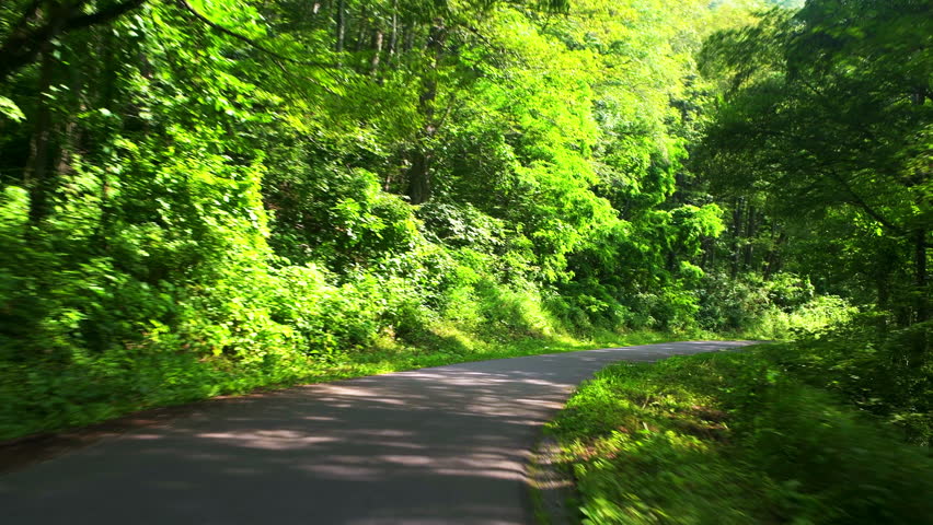 Spruce Knob mountain ridge forest point of view car driving on winding turning road in summer at sunrise with sunny sun in West Virginia