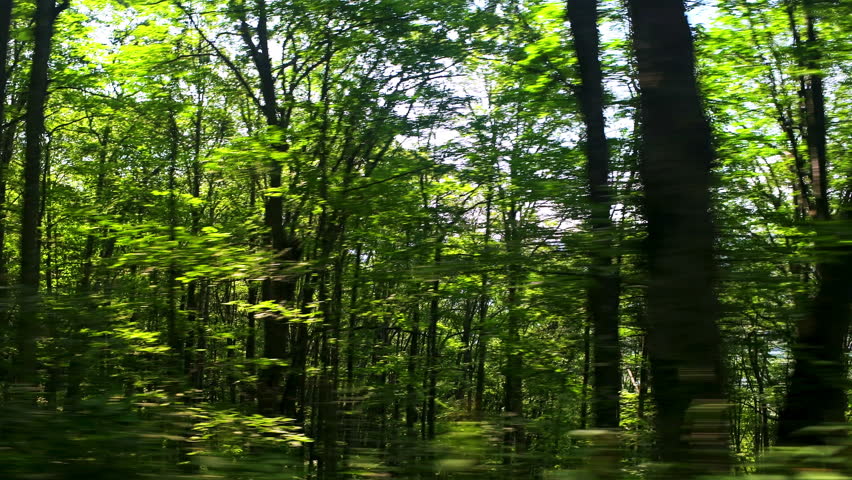 Spruce Knob mountain ridge forest point of view car driving side shot in green summer at morning sunrise with sunny sun in West Virginia