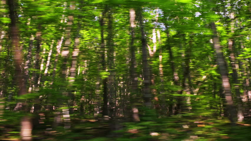 Spruce Knob mountain ridge forest point of view car driving side shot at summer morning sunrise with sunny sun in West Virginia