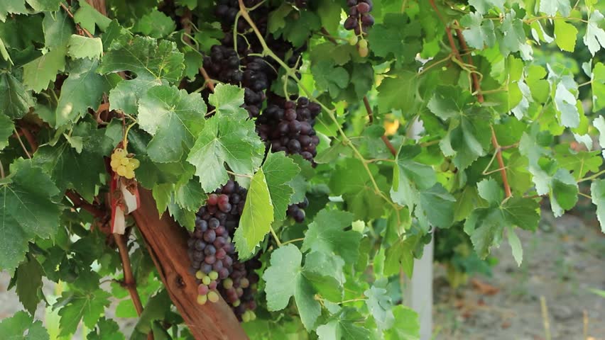 Tilt up view from below on ripe purple grapes hanging in the vineyard
