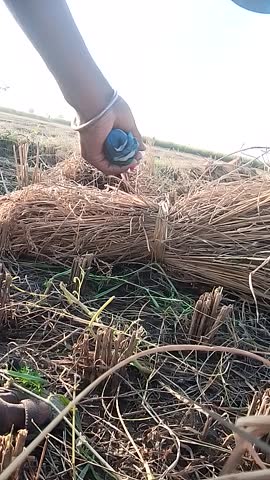 Rice plant citing farming work