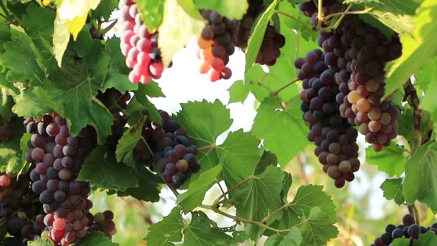 Purple grapes hanging from vine branches, glowing under warm sunlight