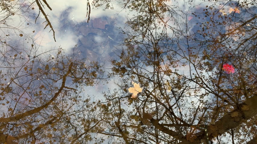New York, NY, USA - October 15 2025: Reflections of autumn trees and drifting leaves appear on the water surface of a forest lake