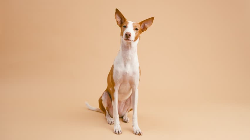 Portrait of a funny and curious podenco ibicenco dog sitting and looking at the camera. Beautiful purebred animal attentively tilting its head