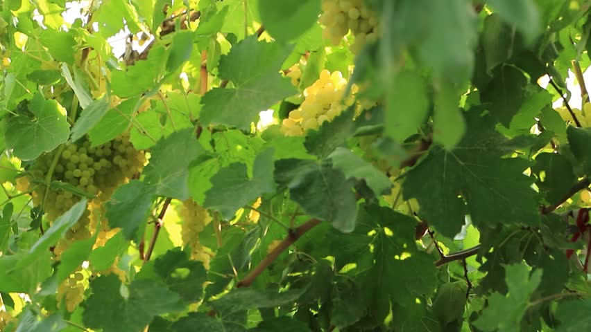 Branches of grapevine with ripe yellow grapes glowing in soft sunlight
