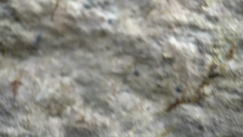 Female fiddler crab walking and looking for shelter on the rocks by the beach