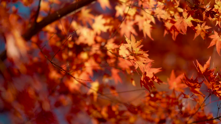 Japanese Maple Tree leaves Turning Red in Autumn