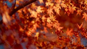 Japanese Maple Tree leaves Turning Red in Autumn - Powered by Shutterstock - Get 15% off with code: PIKWIZARD15