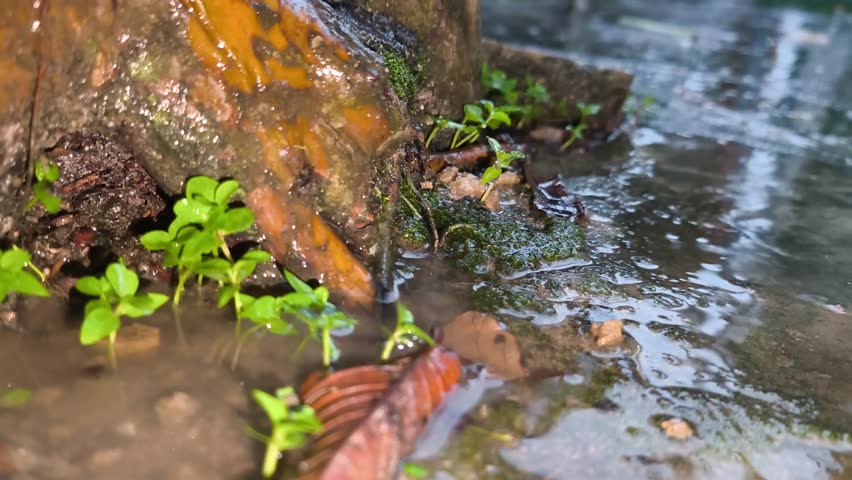 Close-up shot of rainwater flowing over a rough, weathered wooden base or tree stump, nourishing small green sprouts and creating a reflective puddle on the muddy ground. 