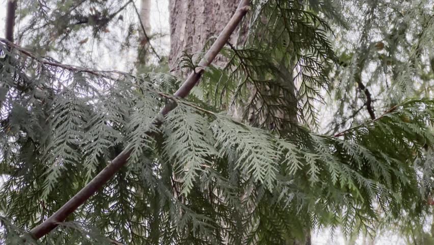 A panning shot of evergreen branches at varying depths. The sky is grey and the branches lightly sway. 