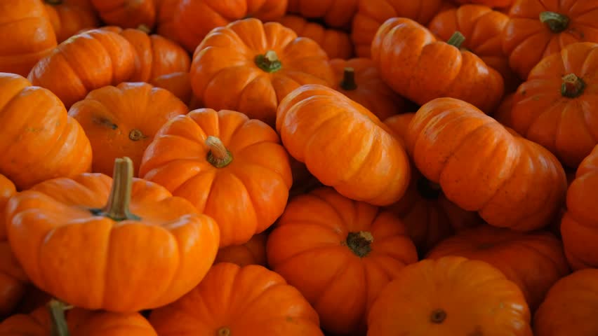 Close-up of a pumpkin harvest with various orange pumpkins of different shapes and sizes on a farm, highlighting autumn produce and farming.