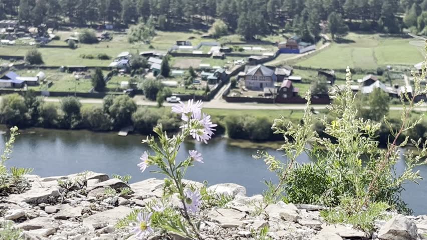 Video of a flowering bush on a rocky shore with a river in the background. Beautiful spring landscape. Natural floral background.
