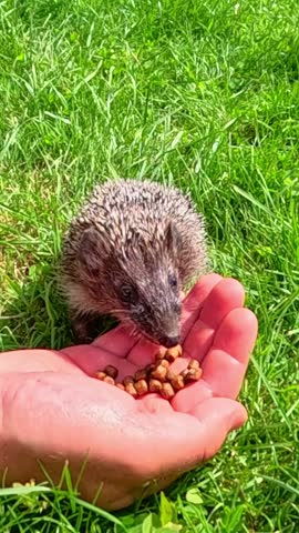 Small hedgehog approaches open human hand and eats dry food pieces on green grass under daylight, showing trustful interaction and calm wildlife feeding moment