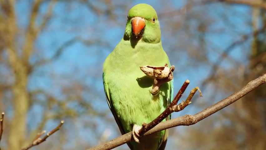 “Close-up of a vibrant ring-neck parakeet, showcasing colorful feathers, detailed facial features, and lively wildlife behavior in a natural setting.”