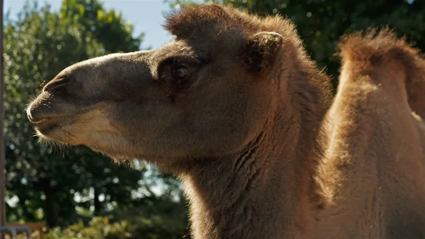 “Close-up of a camel with detailed facial features, set against lush green foliage, capturing wildlife behavior and natural desert-adjacent habitat.”