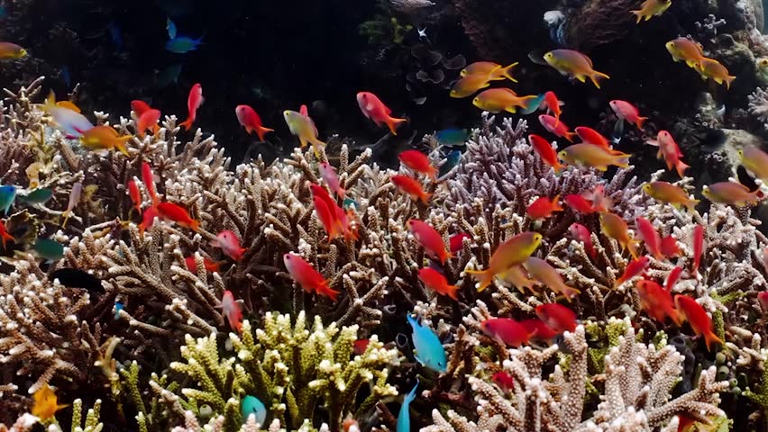 small, colorful fish that school in large numbers around coral reefs