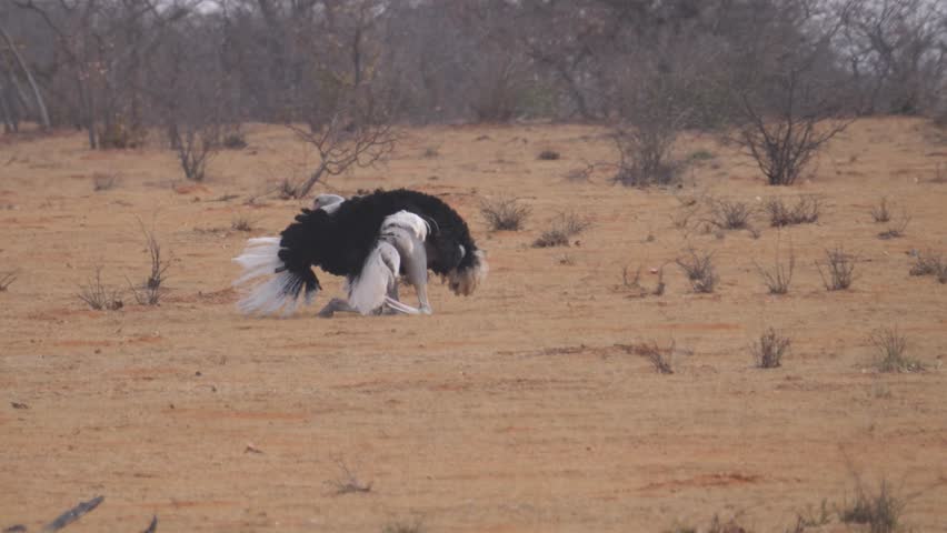 Courtship display performed by male Ostrich to attract a female at Etosha National Park in Namibia