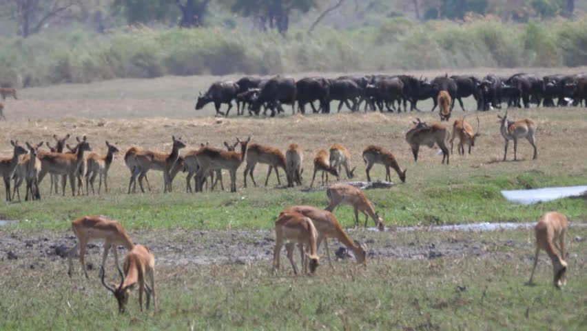 Big herd of african buffalo at the Kwando river at Mudumu National Park in Namibia