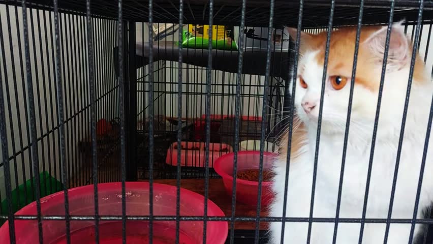 A magnificent Turkish Angora cat confined within a cold, rigid iron cage.