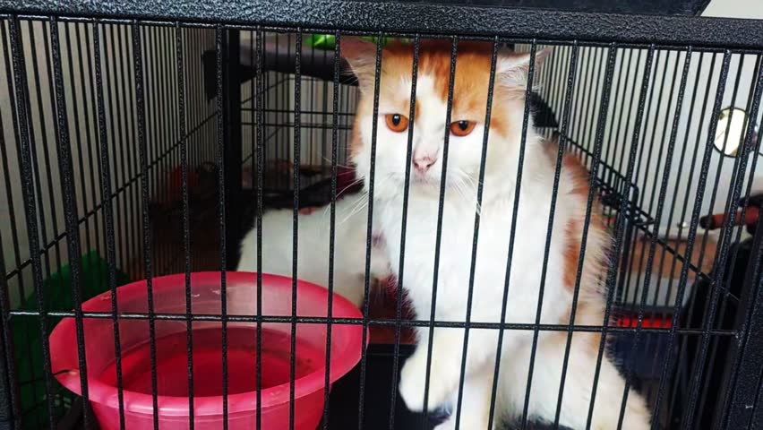 A magnificent Turkish Angora cat confined within a cold, rigid iron cage.