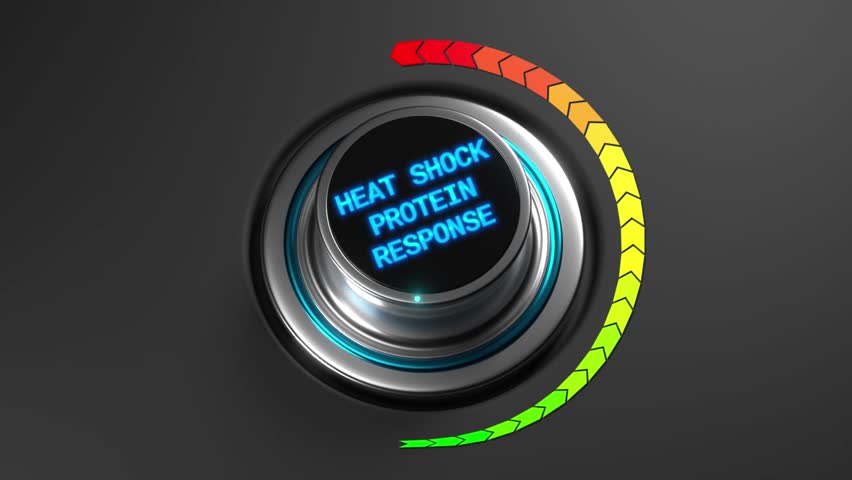 scientific display overview, hightech interface displaying molecular heat response data in lab, chromed control interface illustrating dynamic heat shock protein activation for biological study