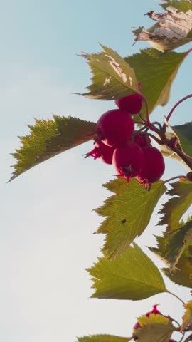 Close-up of red berries on a branch with green leaves against a blue sky