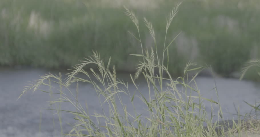 Reeds blowing in the breeze with a blurred river background. Peaceful nature scene.
