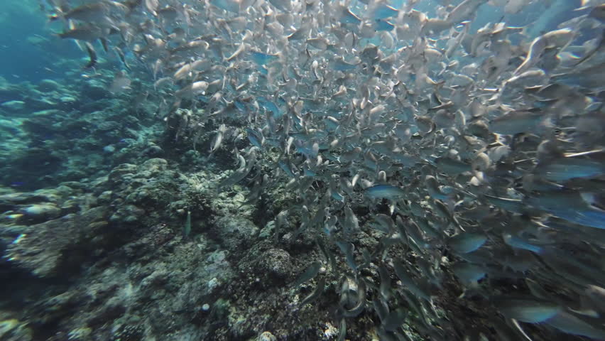 Underwater view of shoal of sardine fish swimming in sea, 4k