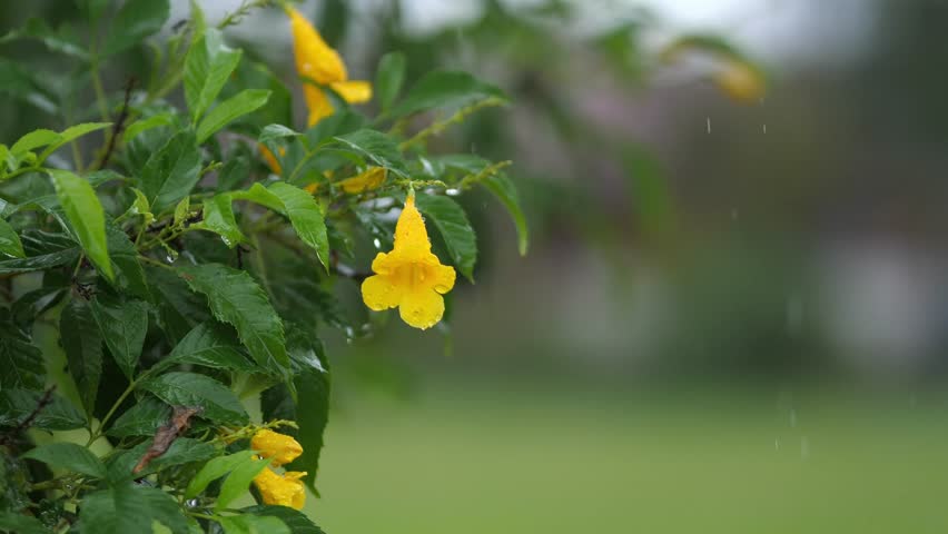 Yellow Flower with Fresh Rain Droplets on Green Leaves – Nature Refreshing After Rain