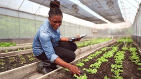 Female farmer inspecting young vegetable seedlings inside greenhouse while using tablet. Modern agriculture, organic farming practices, plant growth monitoring, and sustainable crop cultivation. - Powered by Shutterstock - Get 15% off with code: PIKWIZARD15