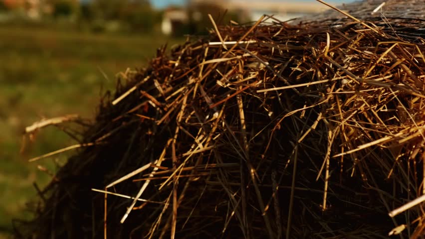 A sweeping rural view reveals the historic complex of white‑marble monuments — a leaning bell tower, grand cathedral and round baptistery — set against soft Tuscan light and pastoral charm.