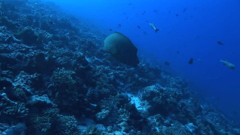 napoleon wrasse on a coral reef