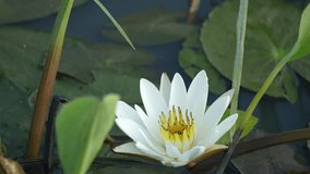 A solitary white water lily with a bright yellow center is captured blooming amongst large green lily pads in a tranquil pond on the morning field. - Powered by Shutterstock - Get 15% off with code: PIKWIZARD15