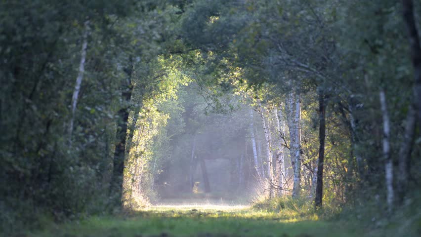 Rays of sun warming the grass in a forest path at sunrise letting plumes of steam rise. Betula sp, Quercus sp, Sologne, Loiret 45, région Centre Val de Loire, France, European Union, Europe
