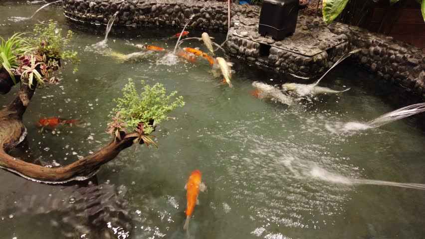 The Beautiful Interior of Koi Fish Pond Decoration in Changi Airport , Singapore.