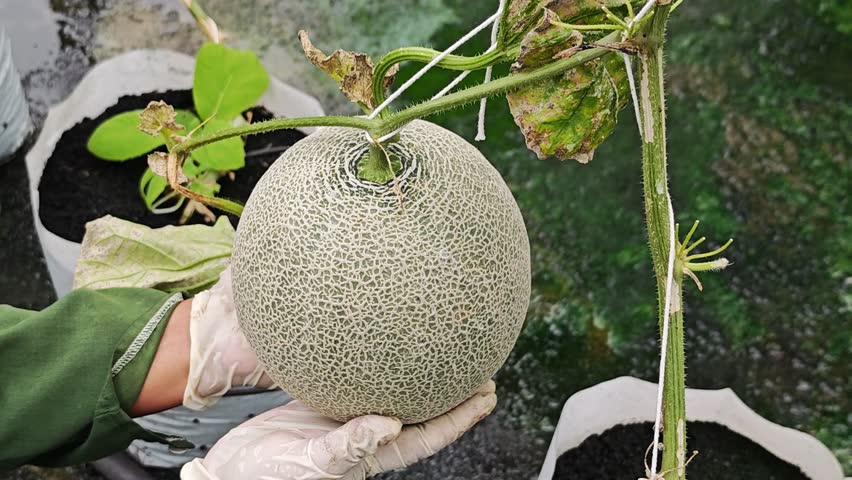 Fresh melons from the garden